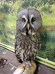 Owldom