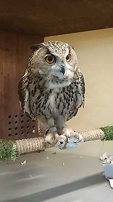 Owldom