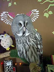 Owldom