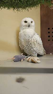 Owldom