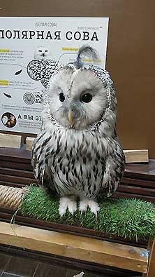 Owldom
