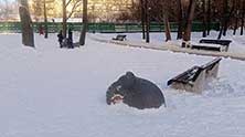 Катинсад