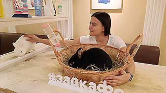 Кролики в антикафе. Бетмен и Рафаэль Зайкафе